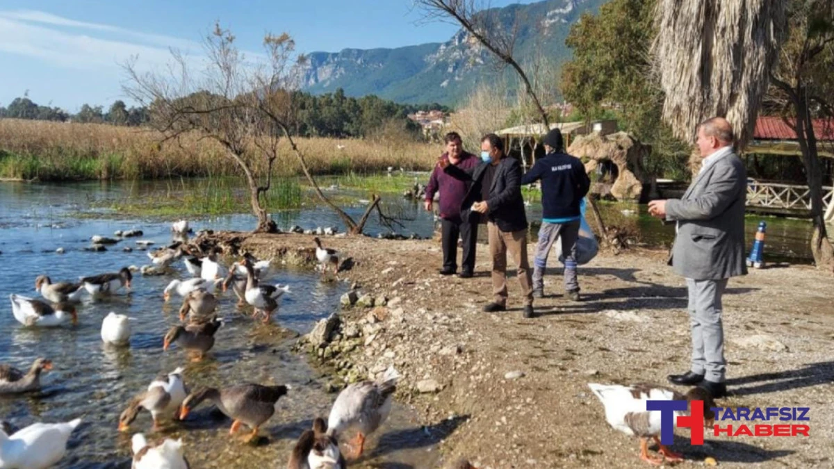 Akyaka'da kaz ölümleri: Kuş gribi tespit edildi