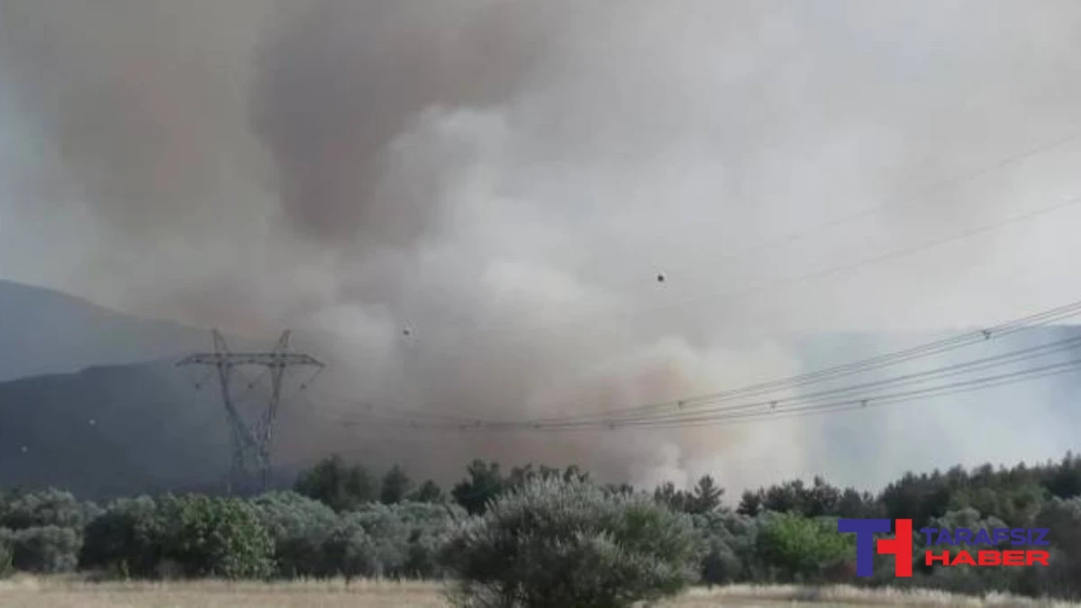 İzmir Bornova’da orman yangını: 455 ev tahliye edildi, 3 kişi gözaltında
