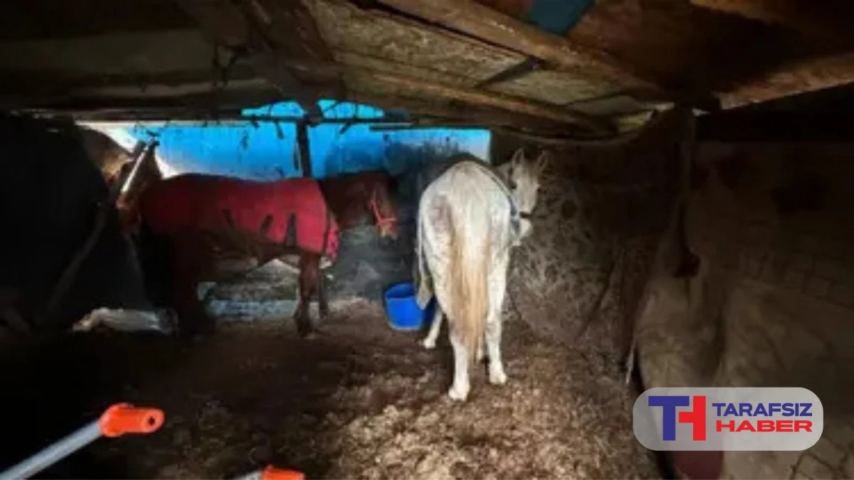 Otoyol kenarındaki kemikler jandarmayı at kasaplarına g&ouml;t&uuml;rd&uuml;